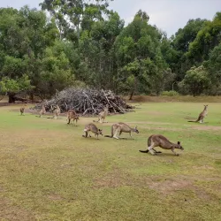 Tasmanian Devil Unzoo - Tasmania