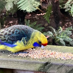 Tasmanian Devil Unzoo - Tasmania