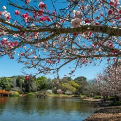 Japanese Gardens - Toowoomba
