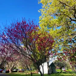 Laurel Bank Park - Toowoomba
