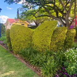 Laurel Bank Park - Toowoomba