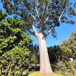 Queens Park and Botanic Gardens - Toowoomba