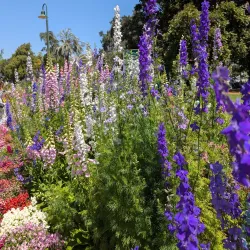 Queens Park and Botanic Gardens - Toowoomba