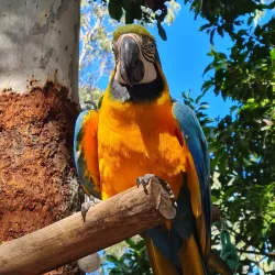 Billabong Sanctuary - Townsville