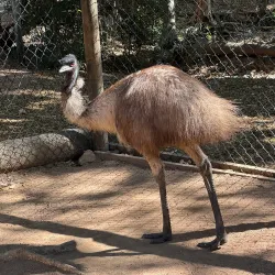 Billabong Sanctuary - Townsville