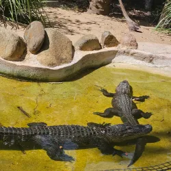 Billabong Sanctuary - Townsville