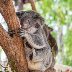 Billabong Sanctuary - Townsville
