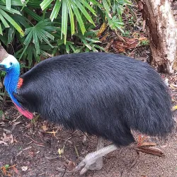 Billabong Sanctuary - Townsville
