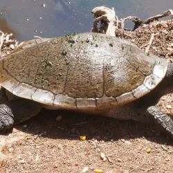 Billabong Sanctuary - Townsville