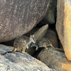 Magnetic Island - Townsville