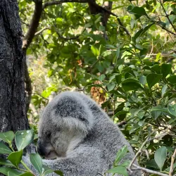 Magnetic Island - Townsville