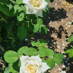 Queens Gardens - Townsville