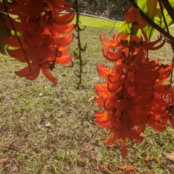 Queens Gardens - Townsville