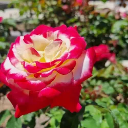 Queens Gardens - Townsville