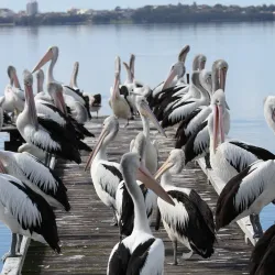 Tuggerah Lake - Tuggerah