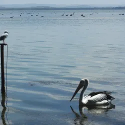 Tuggerah Lake - Tuggerah