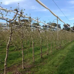 Batlow Apple Orchards - Tumut NSW