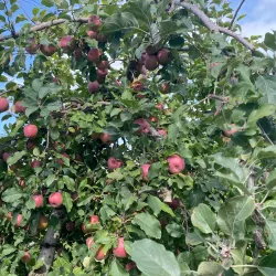 Batlow Apple Orchards - Tumut NSW