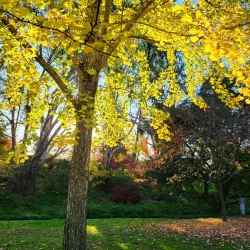 Tumut Botanic Gardens - Tumut NSW