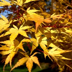Tumut Botanic Gardens - Tumut NSW