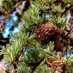 Tumut Botanic Gardens - Tumut NSW
