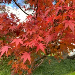 Tumut Botanic Gardens - Tumut NSW