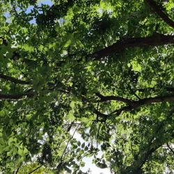 Tumut Botanic Gardens - Tumut NSW