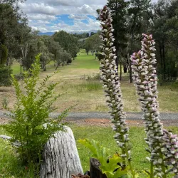 Tumut Golf Club - Tumut NSW