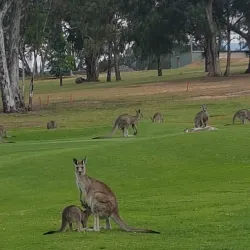 Tumut Golf Club - Tumut NSW