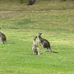 Tumut Golf Club - Tumut NSW