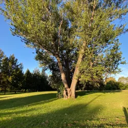 Tumut River - Tumut NSW