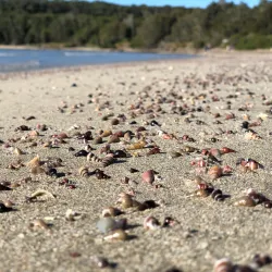 Broulee Beach - Ulladulla