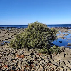 Broulee Headland - Ulladulla