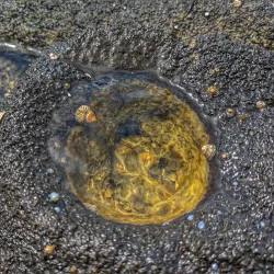 Broulee Headland - Ulladulla