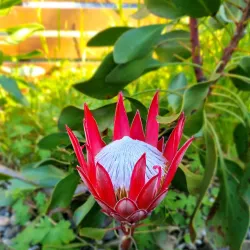 Milton Village - Ulladulla