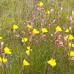 Inman Valley - Victor Harbor