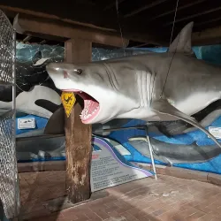 South Australian Whale Centre - Victor Harbor