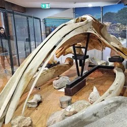 South Australian Whale Centre - Victor Harbor