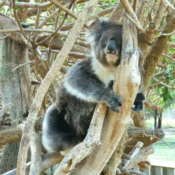 Urimbirra Wildlife Park - Victor Harbor