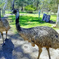 Urimbirra Wildlife Park - Victor Harbor