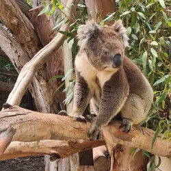 Urimbirra Wildlife Park - Victor Harbor