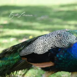 Urimbirra Wildlife Park - Victor Harbor