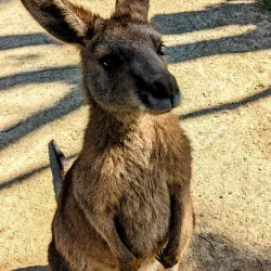 Urimbirra Wildlife Park - Victor Harbor