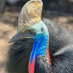 Urimbirra Wildlife Park - Victor Harbor