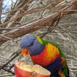 Urimbirra Wildlife Park - Victor Harbor