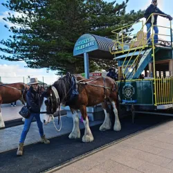 Victor Harbor Horse-Drawn Tram - Victor Harbor
