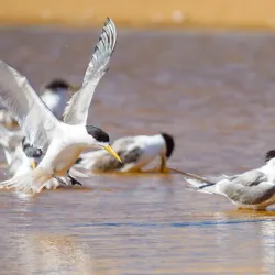 Waitpinga Beach - Victor Harbor