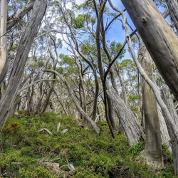 Baw Baw National Park - Warragul