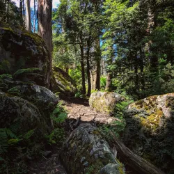 Baw Baw National Park - Warragul