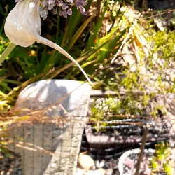 Drouin Botanic Gardens - Warragul